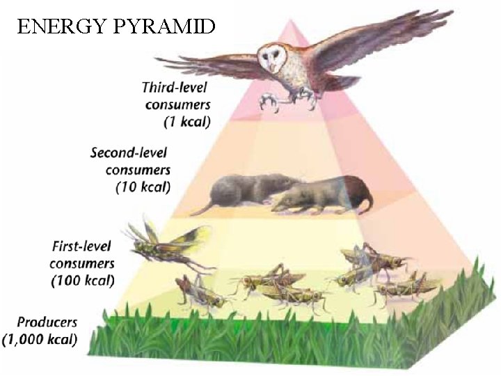ENERGY PYRAMID 