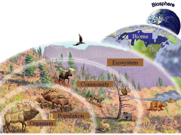 Biome Ecosystem Community Population Organism 