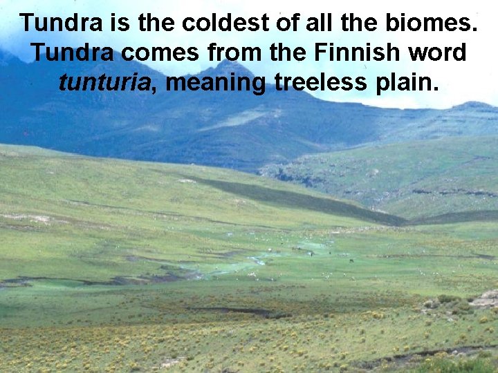 Tundra is the coldest of all the biomes. Tundra comes from the Finnish word