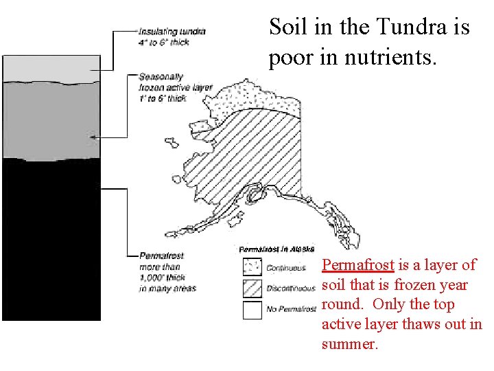 Soil in the Tundra is poor in nutrients. Permafrost is a layer of soil