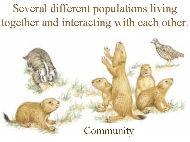 Several different populations living together and interacting with each other. Community 