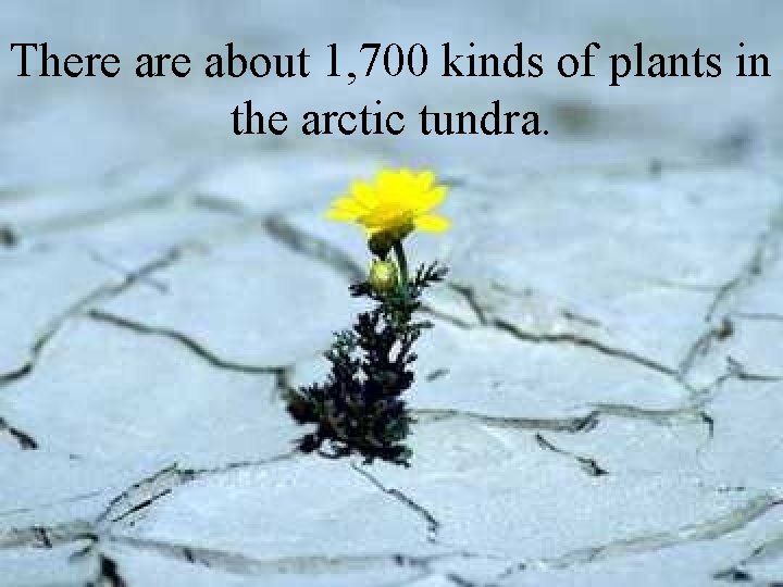 There about 1, 700 kinds of plants in the arctic tundra. 