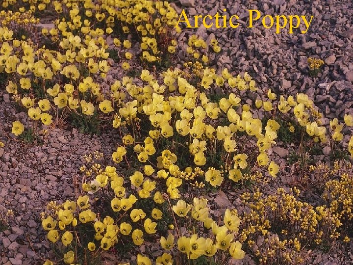 Arctic Poppy 