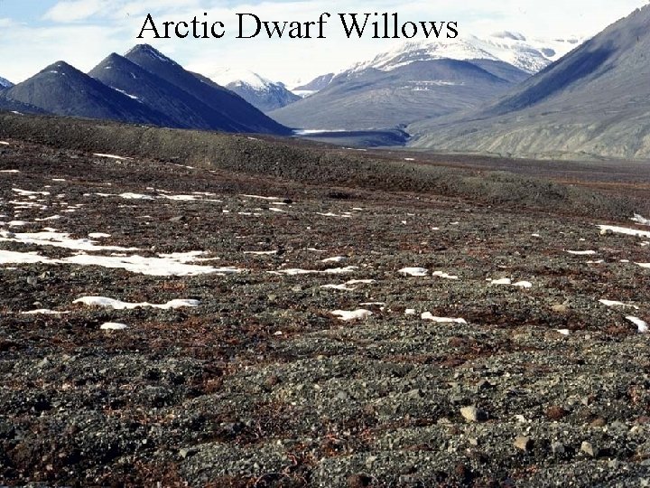 Arctic Dwarf Willows 