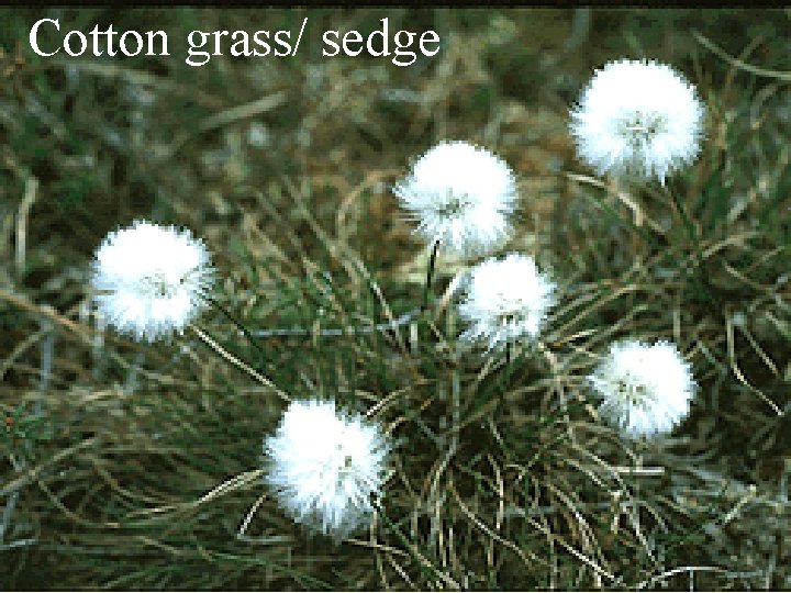 Cotton grass/ sedge 