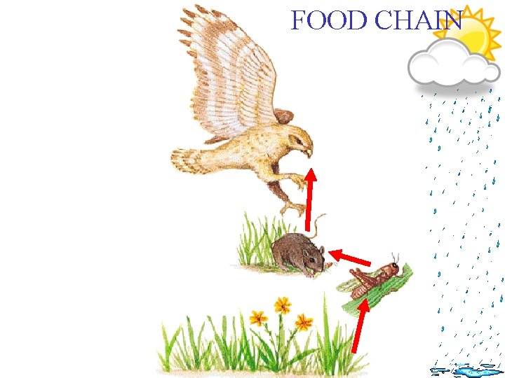 TROPHIC LEVELS Top Carnivore Third- Level Consumer Carnivore Second-Level Consumer Herbivore First-Level Consumer Producers