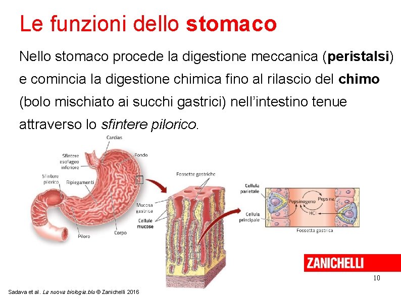 Le funzioni dello stomaco Nello stomaco procede la digestione meccanica (peristalsi) e comincia la