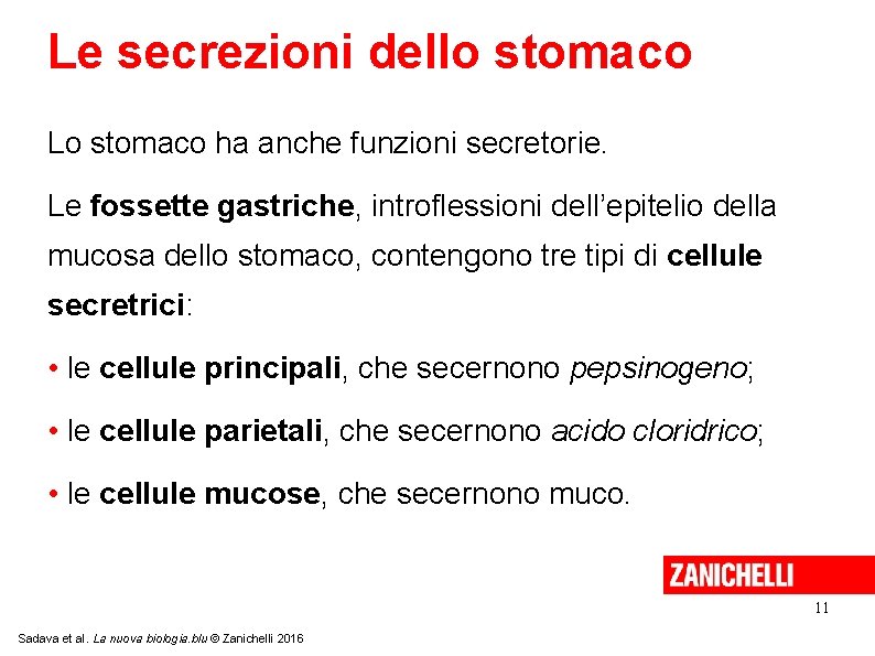 Le secrezioni dello stomaco Lo stomaco ha anche funzioni secretorie. Le fossette gastriche, introflessioni