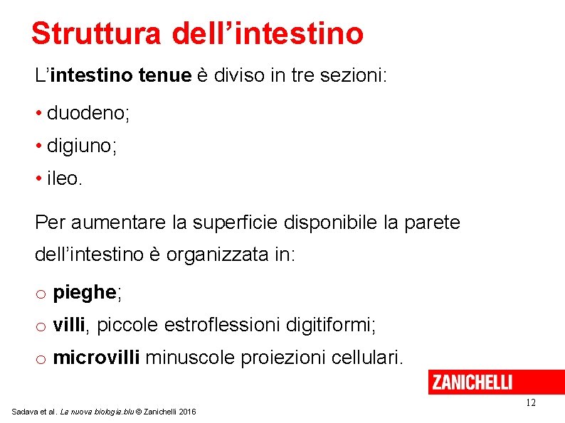 Struttura dell’intestino L’intestino tenue è diviso in tre sezioni: • duodeno; • digiuno; •