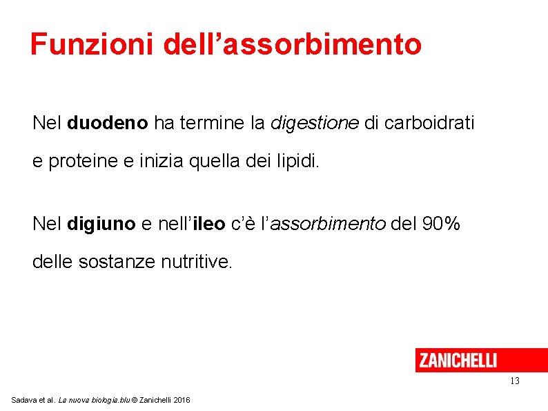 Funzioni dell’assorbimento Nel duodeno ha termine la digestione di carboidrati e proteine e inizia