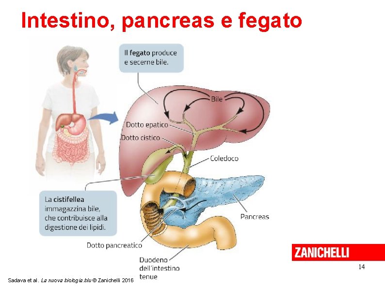 Intestino, pancreas e fegato 14 Sadava et al. La nuova biologia. blu © Zanichelli