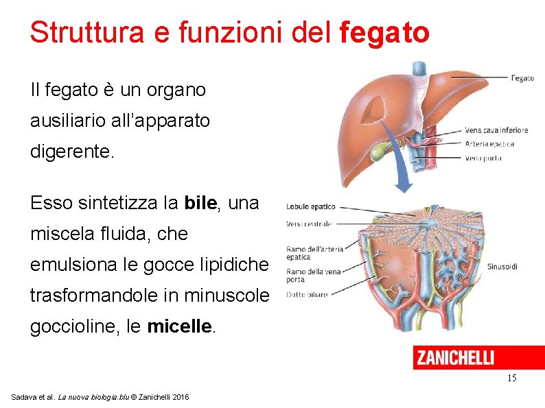 Struttura e funzioni del fegato Il fegato è un organo ausiliario all’apparato digerente. Esso