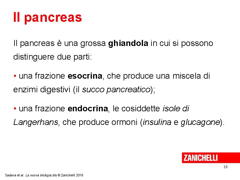 Il pancreas è una grossa ghiandola in cui si possono distinguere due parti: •