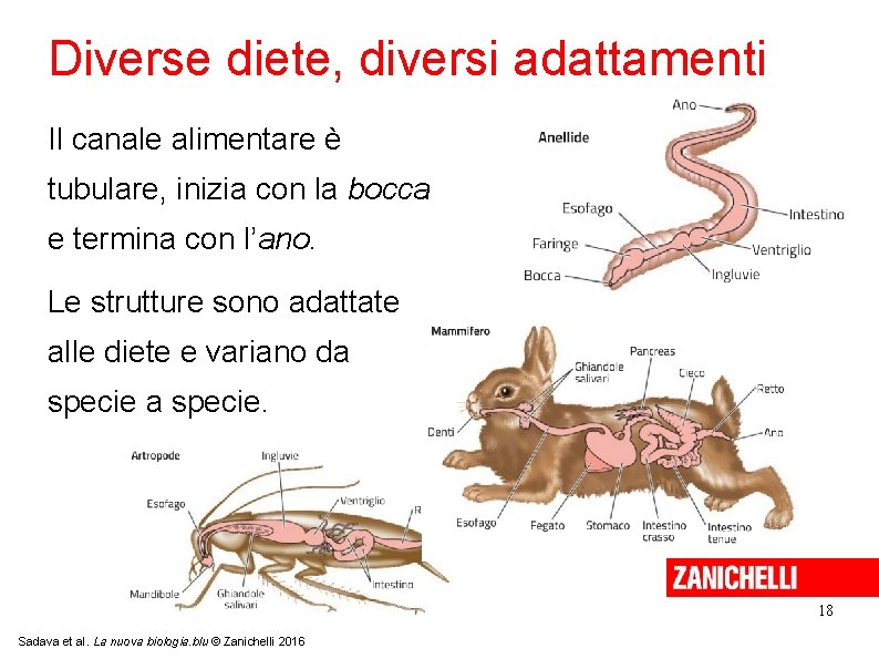 Diverse diete, diversi adattamenti Il canale alimentare è tubulare, inizia con la bocca e