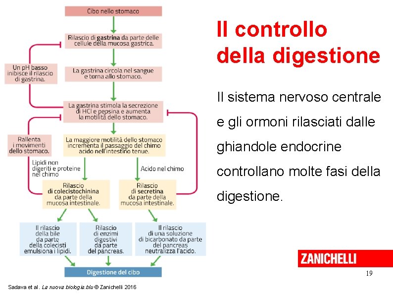 Il controllo della digestione Il sistema nervoso centrale e gli ormoni rilasciati dalle ghiandole