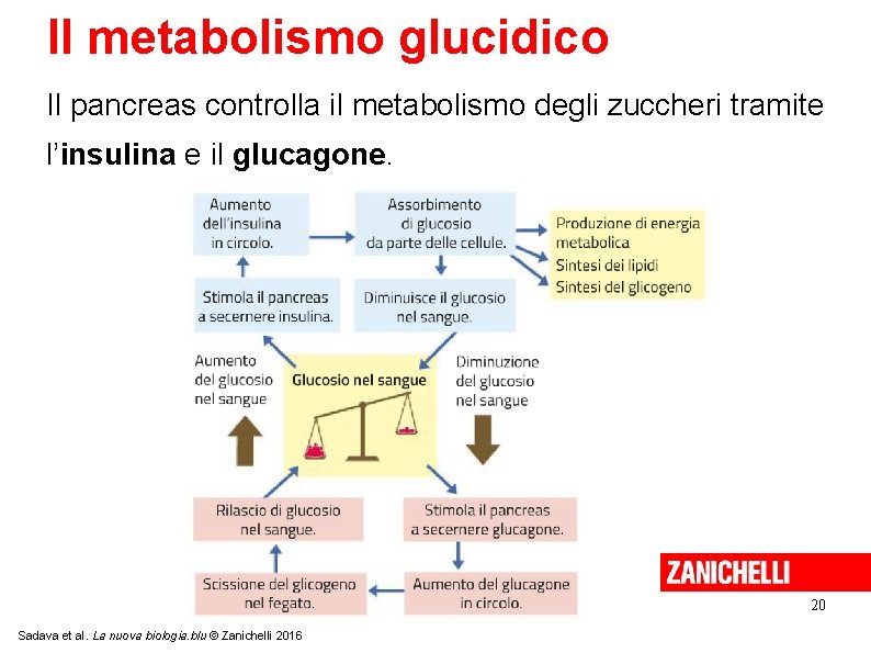 Il metabolismo glucidico Il pancreas controlla il metabolismo degli zuccheri tramite l’insulina e il