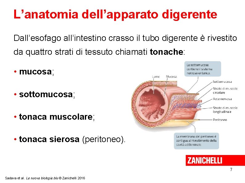 L’anatomia dell’apparato digerente Dall’esofago all’intestino crasso il tubo digerente è rivestito da quattro strati