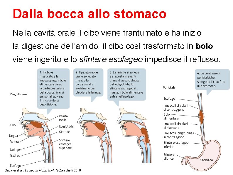 Dalla bocca allo stomaco Nella cavità orale il cibo viene frantumato e ha inizio