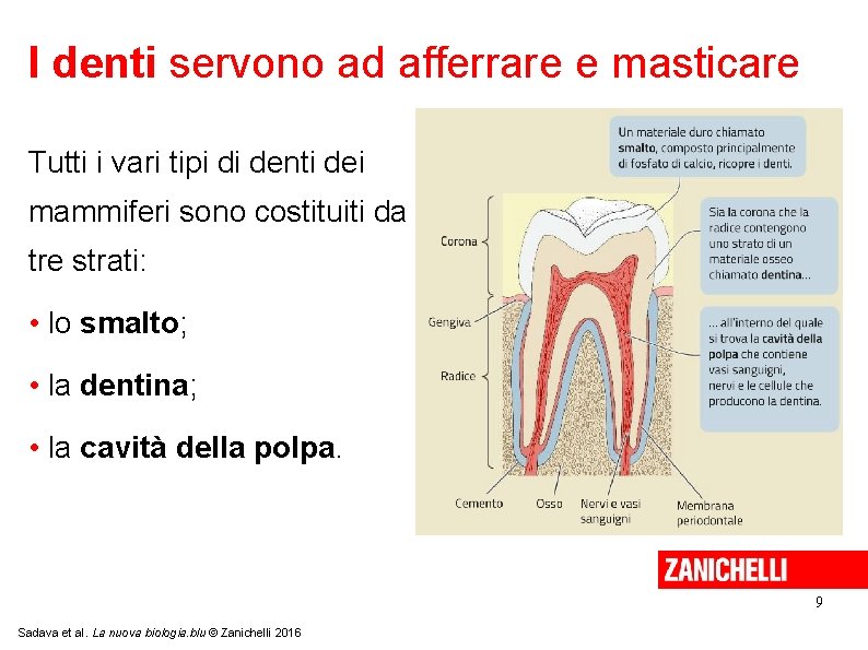 I denti servono ad afferrare e masticare Tutti i vari tipi di denti dei