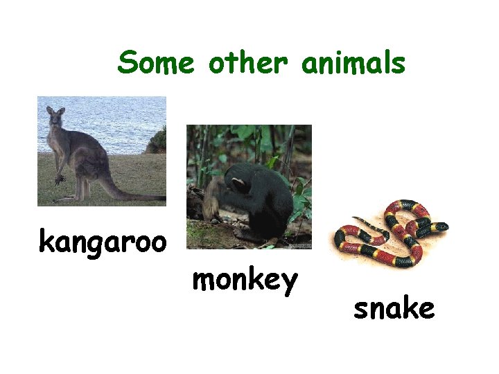 Some other animals kangaroo monkey snake 