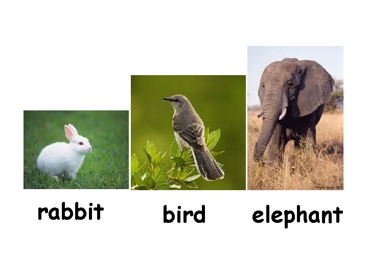 rabbit bird elephant 