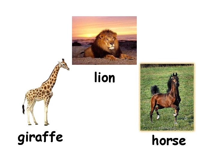 lion giraffe horse 
