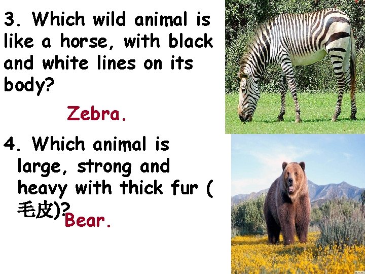 3. Which wild animal is like a horse, with black and white lines on