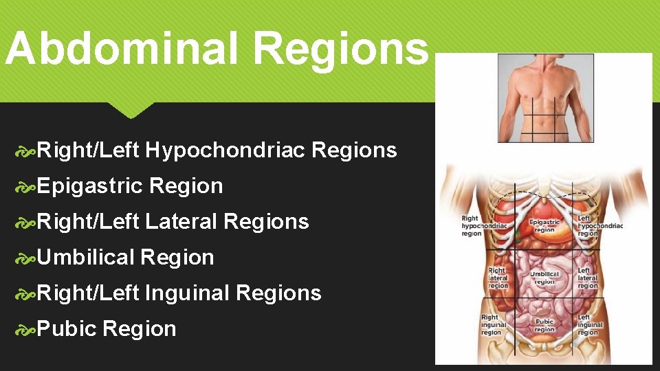 Abdominal Regions Right/Left Hypochondriac Regions Epigastric Region Right/Left Lateral Regions Umbilical Region Right/Left Inguinal