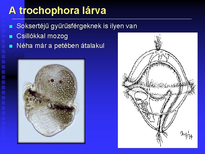 A trochophora lárva n n n Soksertéjű gyűrűsférgeknek is ilyen van Csillókkal mozog Néha