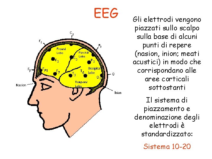 EEG Gli elettrodi vengono piazzati sullo scalpo sulla base di alcuni punti di repere