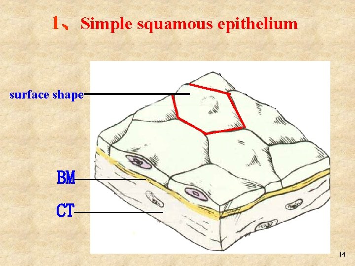 1、Simple squamous epithelium surface shape BM———— CT————— 14 
