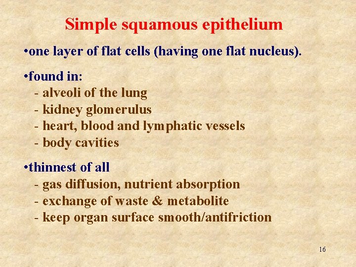 Simple squamous epithelium • one layer of flat cells (having one flat nucleus). •