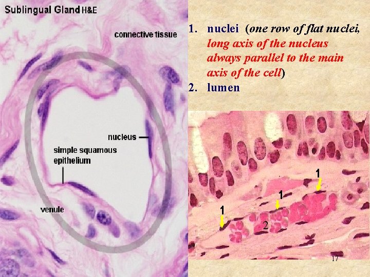 1. nuclei (one row of flat nuclei, long axis of the nucleus always parallel