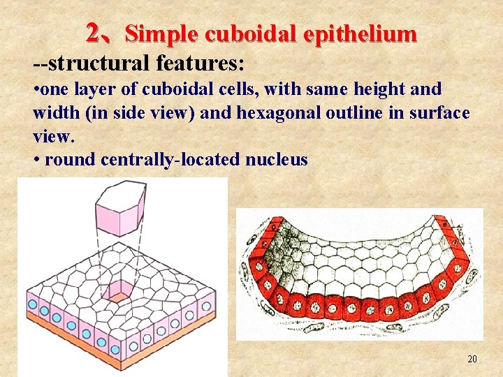 2、Simple cuboidal epithelium --structural features: • one layer of cuboidal cells, with same height