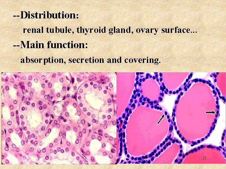 --Distribution: renal tubule, thyroid gland, ovary surface. . . --Main function: absorption, secretion and