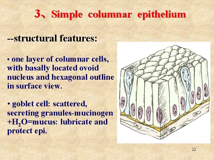 3、Simple columnar epithelium --structural features: • one layer of columnar cells, with basally located