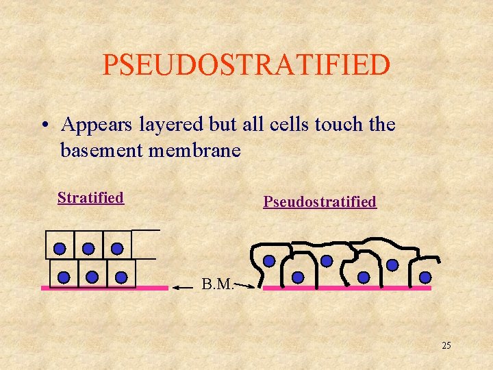 PSEUDOSTRATIFIED • Appears layered but all cells touch the basement membrane Stratified Pseudostratified B.