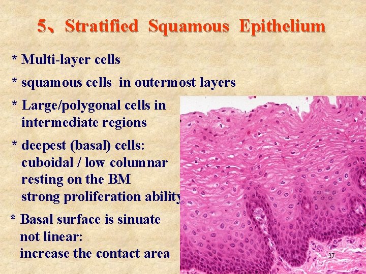 5、Stratified Squamous Epithelium * Multi-layer cells * squamous cells in outermost layers * Large/polygonal