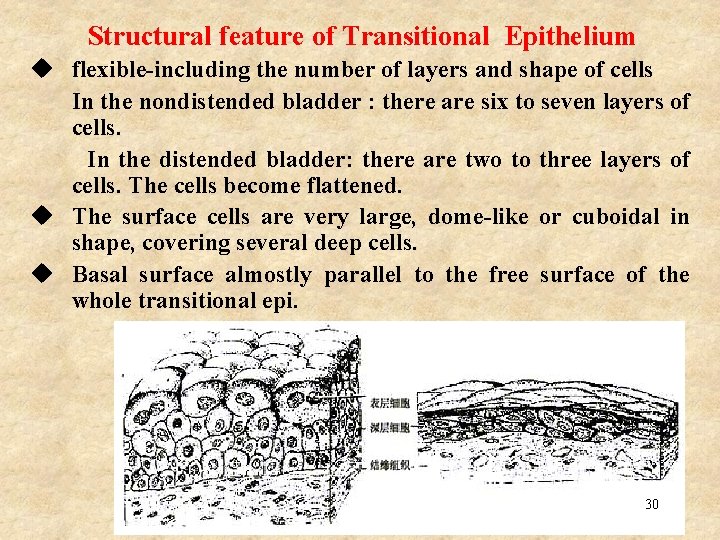 Structural feature of Transitional Epithelium u flexible-including the number of layers and shape of