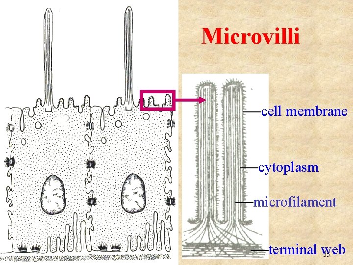 Microvilli —cell membrane —cytoplasm —microfilament —terminal web 35 