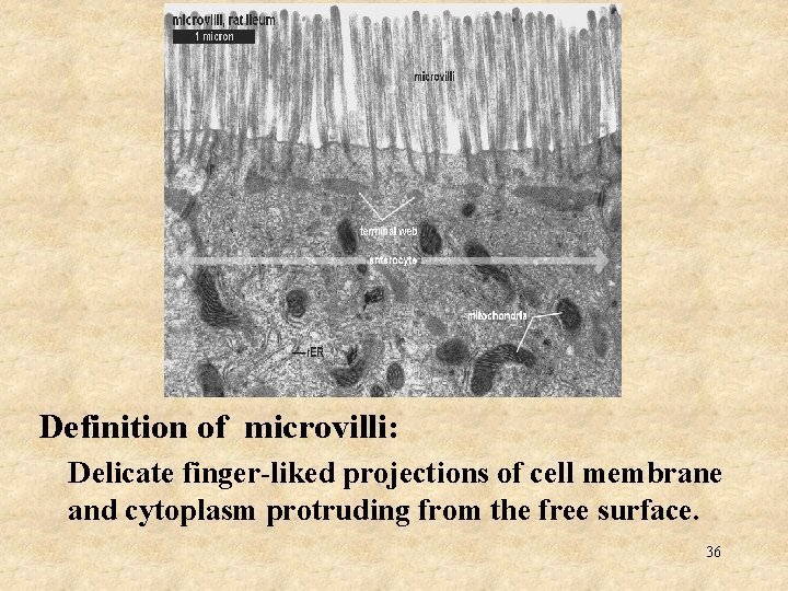 Definition of microvilli: Delicate finger-liked projections of cell membrane and cytoplasm protruding from the