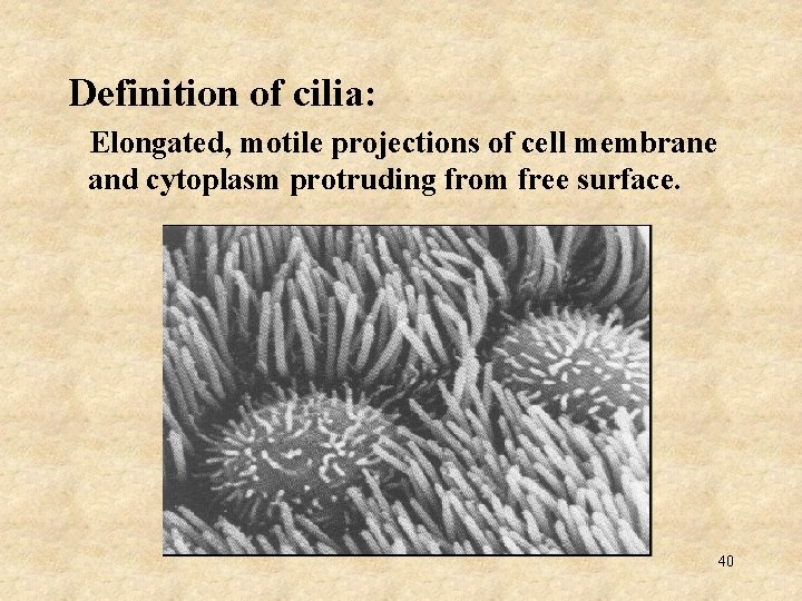  Definition of cilia: Elongated, motile projections of cell membrane and cytoplasm protruding from