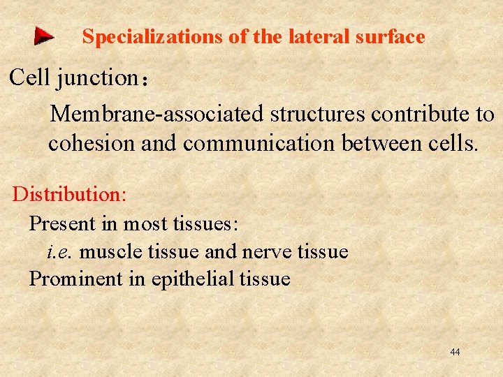 Specializations of the lateral surface Cell junction： Membrane-associated structures contribute to cohesion and communication