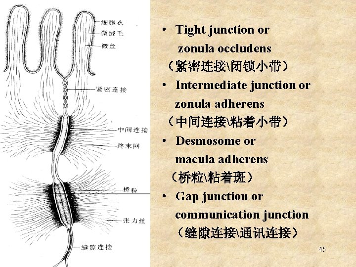  • Tight junction or zonula occludens （紧密连接闭锁小带） • Intermediate junction or zonula adherens