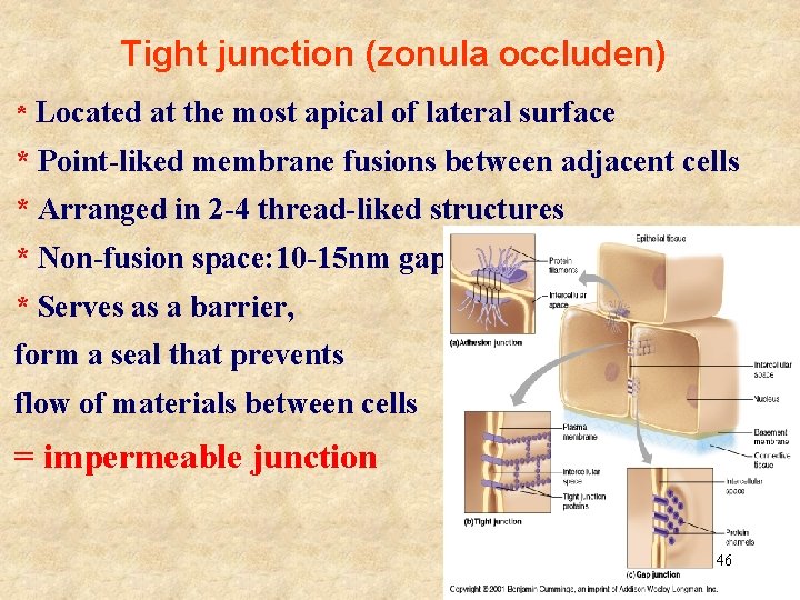 Tight junction (zonula occluden) * Located at the most apical of lateral surface *