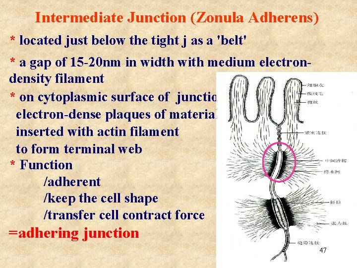 Intermediate Junction (Zonula Adherens) * located just below the tight j as a 'belt'