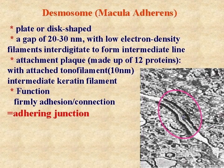 Desmosome (Macula Adherens) * plate or disk-shaped * a gap of 20 -30 nm,