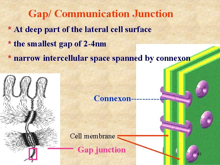 Gap/ Communication Junction * At deep part of the lateral cell surface * the