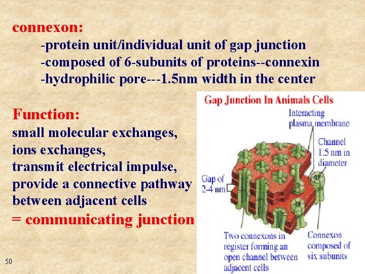 connexon: -protein unit/individual unit of gap junction -composed of 6 -subunits of proteins--connexin -hydrophilic