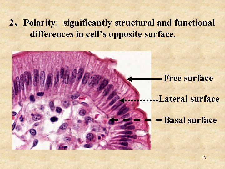 2、Polarity: significantly structural and functional differences in cell’s opposite surface. Free surface Lateral surface